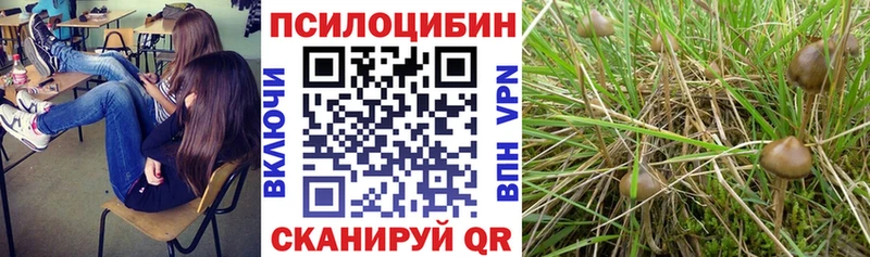 darknet Telegram  Энем  Псилоцибиновые грибы мухоморы  магазин продажи наркотиков 